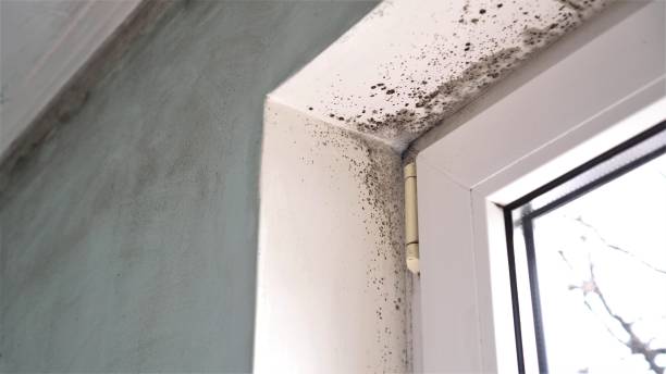 Best Kitchen Mold Remediation in Carthage, MO